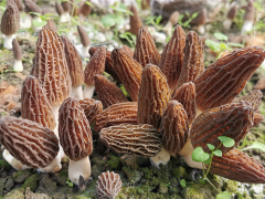 中國科學院昆明植物研究所：羊肚菌初步實現工廠化栽培 ()