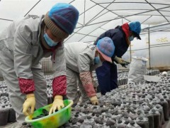貴州大方：變“廢”為寶 食用菌產業走出新路子 ()