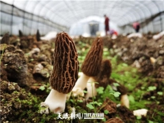 七星關區：大山里的羊肚菌飄洋過海端上歐洲餐桌 ()