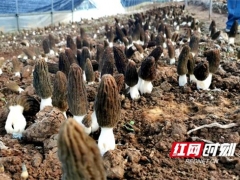 湖南長沙縣黃興鎮首批羊肚菌出土 湖南人可近距離嘗“鮮” ()