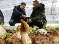 寶豐：打造珍稀食用菌品牌，實現產業振興助推鄉村振興 ()