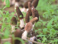 打造菌業“硅谷” 四川省林下食用菌研究與應用示范項目落地金堂 ()