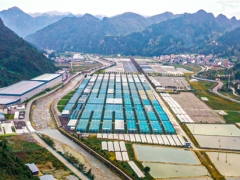 小菌菇撐開致富傘！銅仁傾力打造百億級食用菌產業集群 ()