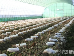 青島：1000多個日夜摸索“南菇北種” 即墨區羊肚菌迎來收獲季 ()