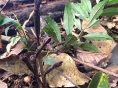 歷經5年！翁源蘭花新物種“青云山天麻”終被專家確認！ ()