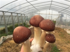 2021全國大球蓋菇（紅松茸）栽培技術高級研修班將于4月14日在武漢即將開班 ()
