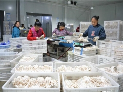 劍河食用菌產業布局“一盤棋”助經濟發展 ()