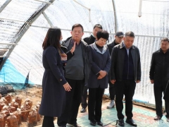 李玉院士團隊前往吉林和龍市八家子桑黃基地調研 ()