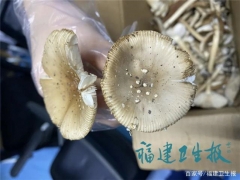 廈門男子吃完蘑菇半小時中毒進ICU！快告訴家人千萬別亂吃 ()