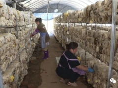 云南寧洱：“金頂側耳”新品食用菌試種成功 新產業為當地群眾帶來致富新希望 ()