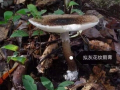 警惕！中山驚現大群劇毒鵝膏菌！千萬別采摘食用 ()