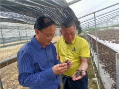 中國菌物學會理事長郭良棟赴貴州銅仁調研梵天菌業黑木耳生產 ()