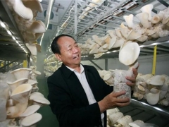 把“小蘑菇”做成鄉村振興大產業——記河南世紀香食用菌開發有限公司黨支部書記、董事長李彥增 ()