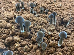湖南湘潭借助5G技術實現黑雞樅菌智能化生產 打造“5G智慧農業”示范園 ()