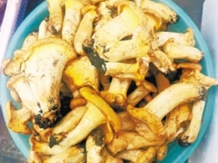 云南昆明：頭水雞油菌 預計端午節前后野生菌將大量上市 ()