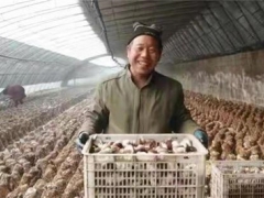 河北邢臺：信都區小香菇撐起致富大天地 ()