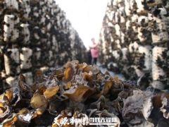 貴州納雍陽長：垂種黑木耳 產量翻6倍 ()