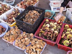 云南野生菌上市 價高難擋消費者嘗鮮 ()