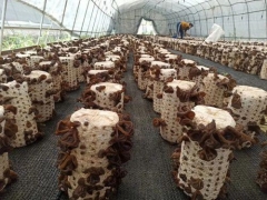 麗水援疆“云和師傅”技術助力，新和縣500多黑木耳種植農戶開始采收 ()