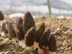 畢節納雍：羊肚菌產業為鄉村振興增動能 ()