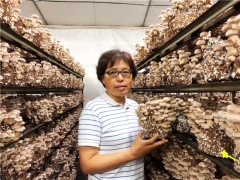上海農科院譚琦團隊“香菇種質創新和系列新品種培育”相關科技成果  榮獲2020年上海市科技進步一等獎 ()
