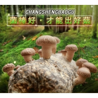 靈寶香菇菌棒廠 昌盛優質香菇菌棒廠家直銷