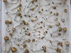 煙臺警方摧毀網絡制販毒團伙：致幻蘑菇偽裝成巧克力網上售賣 ()