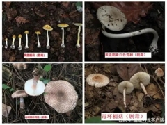 中疾控：11年來共報告10036起蘑菇中毒事件，云南、湖南報告最多 ()