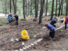 凱里市林下紅托竹蓀種植 助推鄉村振興 ()
