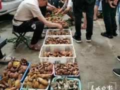 云南野生菌自由了！大降價！未見松茸身影 ()