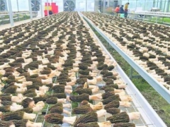 貴陽：建設專業批發市場 促食用菌批量交易 ()