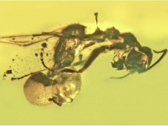 科學家在螞蟻化石上發現新蘑菇菌種 ()