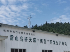 握緊“兩菌”生產端 林下山珍破土出 雷山大力發展林下天麻產業 ()