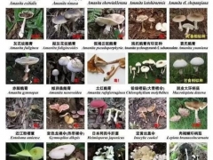 深圳：又到“菇毒”高發期，這些蘑菇千萬注意 ()