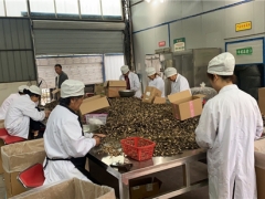 四川：巴中羊肚菌首次實現自營出口 ()