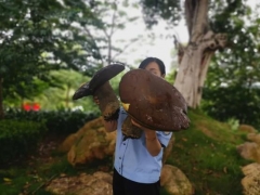 云南又現“菌王”市民發現2.8公斤“巨型”野生牛肝菌 ()