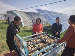 內蒙和林縣：科特派在行動  特色食用菌助力鄉村振興 ()