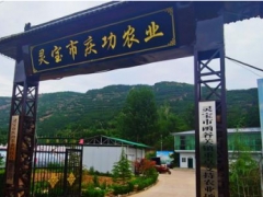 三門峽靈寶市函谷關鎮：聚力打造香菇產業 一村一品促進鄉村振興 ()