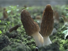 是致富傘還是陷阱？理性看待羊肚菌栽培熱 ()
