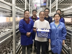 上海聯中食用菌合作社：讓蘑菇種植技術走向長三角 ()