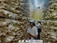 畢節職業技術學院師志愿團隊到威寧開展食用菌技術培訓 ()