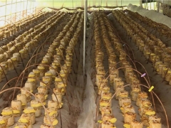 茅坪場鎮：食用菌新品種“桑黃”試種成功 開辟產業增收新門路 ()