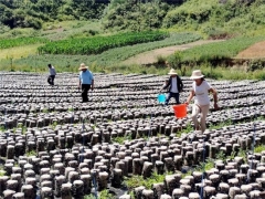 禮縣湫山鎮：小木耳托起鄉村振興大產業 ()