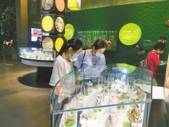 290余種野生菌標本亮相易門野生菌博物館 ()