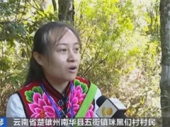 松茸一公斤600元！云南楚雄野生菌交易火爆，產量增價格升 ()