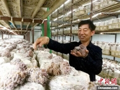 江蘇沛縣：大沙河畔小蘑菇撐起鄉村全面振興大產業 ()