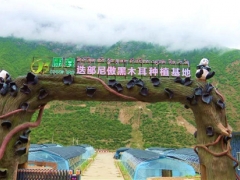 甘南迭部：“小木耳”造就“大產業” ()