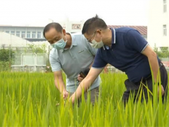 增收不走彎路 湖北水稻-大球蓋菇輪作栽培技術規程地方標準出臺 ()