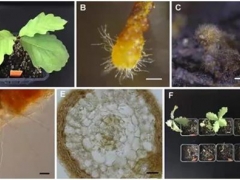 中科院昆明植物研究所在歐洲黑松露菌根際生理生態研究上取得新進展 ()