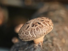 打好菌物種業翻身仗 建設食藥用菌強國 ()
